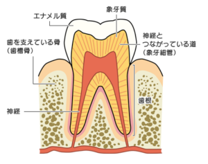 健康な歯周組織イラスト